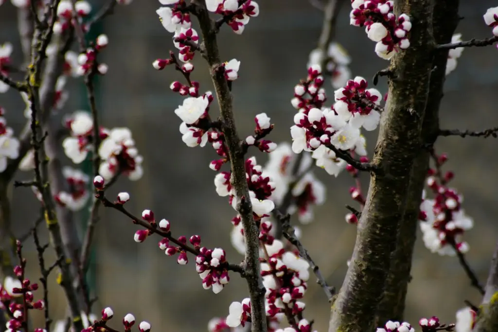 spring blossoms on tree branches representing seasonal transition and spring mental health