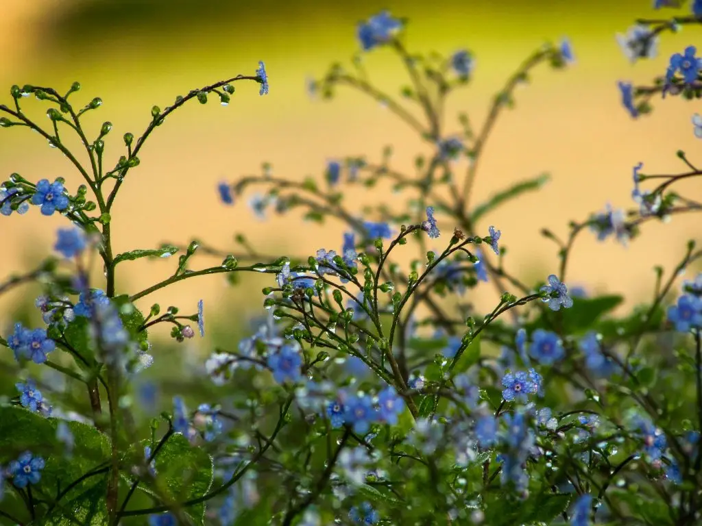 Close-up of wildflowers with raindrops, representing emotional healing during a difficult season